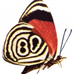 Butterfly Clipart 5 - The Leopard Spot Male