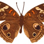 Butterfly Clipart 9 - Junonia Coenia Genoveva