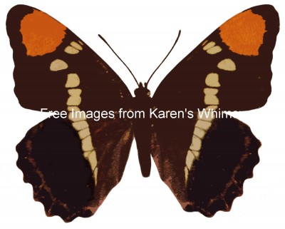 Butterfly Clipart 4 - California Sister