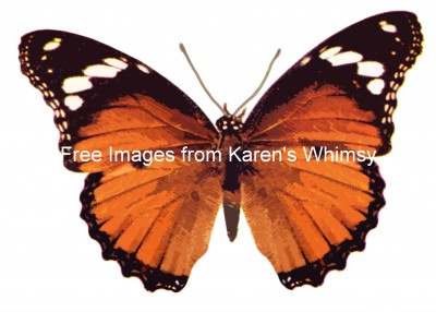 Butterfly Clipart 7 - The Mimic Female