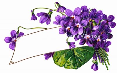 Flower Frames 4 - Purple Violets