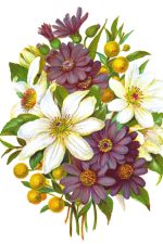 Free Flower Clipart 3 - Clematis, Cineraria and Buddlea