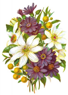 Free Flower Clipart 3 - Clematis, Cineraria and Buddlea