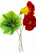 Floral Clipart 3 - Nasturtiums
