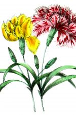 Floral Clipart 6 - Carnations