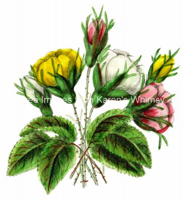 Floral Clipart 2 - Rose Buds