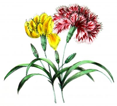 Floral Clipart 6 - Carnations