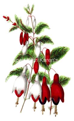Floral Clipart 9 - Red and White Fuchsias