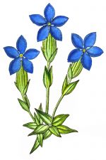 Blue Flowers 4