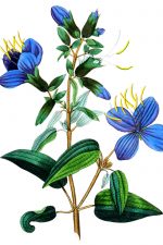 Blue Flowers 5