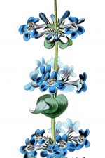 Blue Flowers 8