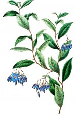 Blue Flowers 9
