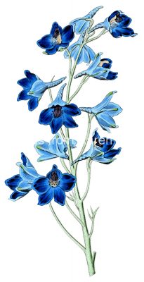 Blue Flowers 3