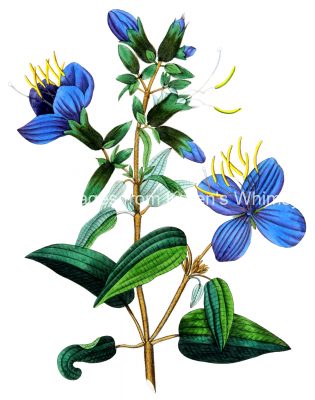Blue Flowers 5