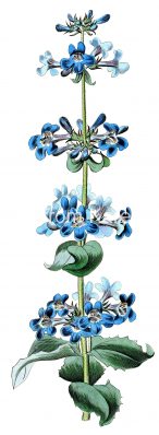 Blue Flowers 8
