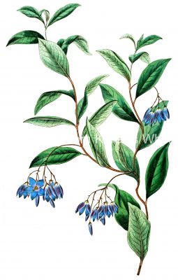 Blue Flowers 9
