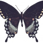 Pictures of Butterflies 3 - Reakirt Female
