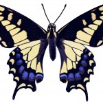 Pictures of Butterflies 4 - Bruce's Butterfly