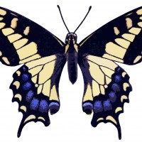 Pictures of Butterflies