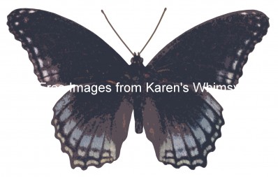 Pictures of Butterflies 1 - Red-Spotted Purple
