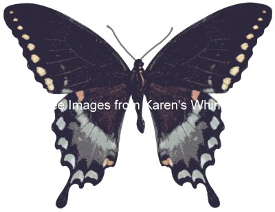 Pictures of Butterflies 3 - Reakirt Female
