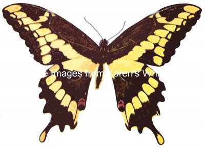 Pictures of Butterflies 5 - Giant Swallowtail