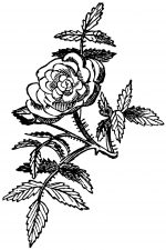 Rose Clip Art 4 - French Rose