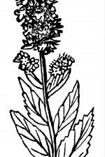 Rose Clip Art 5 - Queen of the Meadow