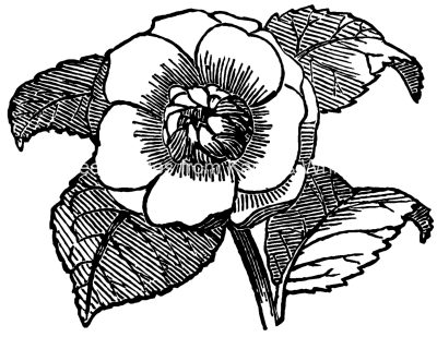 Rose Clip Art 8 - Japan Rose