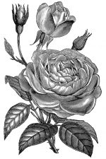Beautiful Roses 2