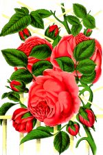 Beautiful Roses 6
