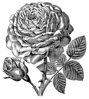 Beautiful Roses 5