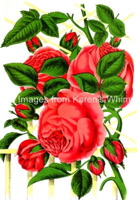 Beautiful Roses 6