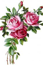 Drawings Of Roses 4