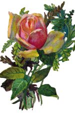 Drawings Of Roses 5