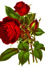 Drawings Of Roses 6
