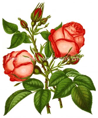 Drawings Of Roses 1