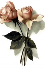 Pink Roses 3