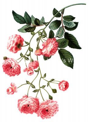 Pink Roses 5