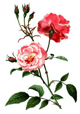 Pink Roses 6