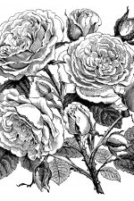 Rose Images 2 - Rose Cuttings