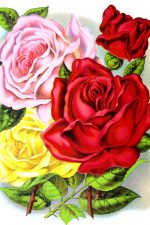 Rose Images 3 - Rose Assortment