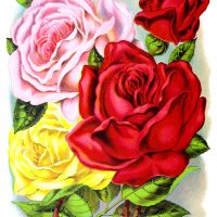 Rose Images