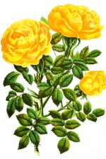 Rose Images 5 - Bright Yellow Roses