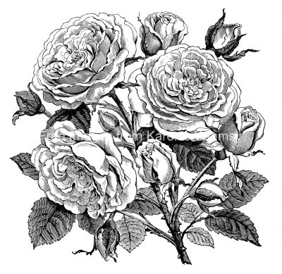 Rose Images 2 - Rose Cuttings