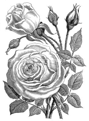 Rose Images 4 - Rose Blossom and Buds