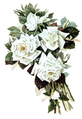 White Roses 1