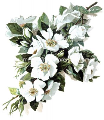 White Roses 2