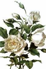 White Roses 5
