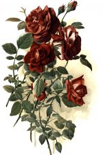 Red Roses 5